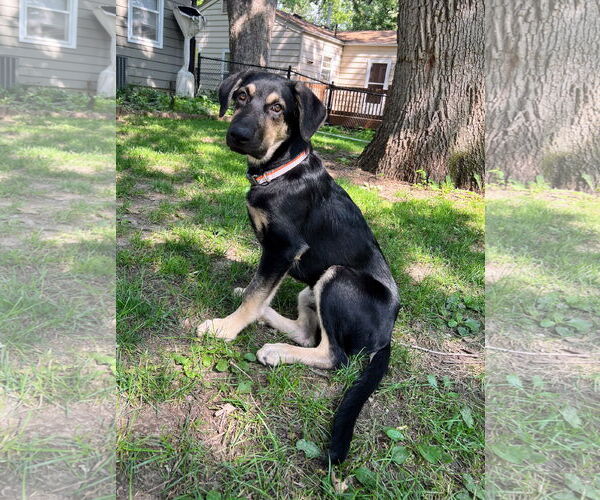 Medium Photo #3 German Shepherd Dog-Weimaraner Mix Puppy For Sale in Des Moines, IA, USA