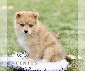 Pom-Shi Puppy for sale in GAP, PA, USA