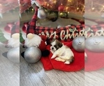 Small Photo #12 Shih Tzu Puppy For Sale in NAPLES, FL, USA