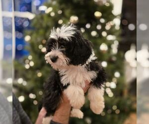 Bernedoodle (Miniature) Puppy for sale in NEW HOLLAND, PA, USA