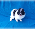 Small Photo #17 Pomeranian Puppy For Sale in WEST PALM BEACH, FL, USA