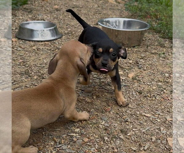 Medium Photo #2 Chihuahua-Unknown Mix Puppy For Sale in Alexander, AR, USA