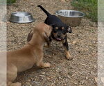Small #1 Chihuahua Mix