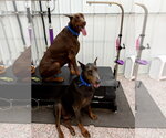 Small #13 Doberman Pinscher