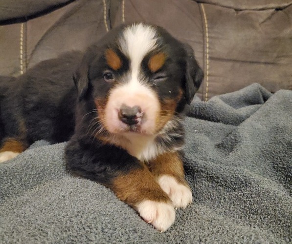 Medium Photo #6 Bernese Mountain Dog Puppy For Sale in LEETONIA, OH, USA