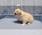 Small #6 Maltipoo