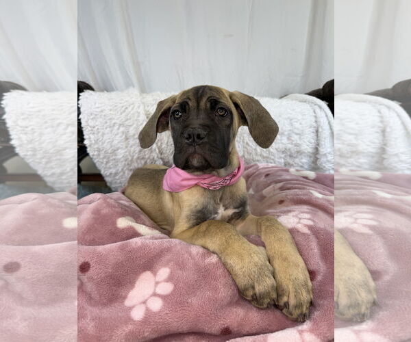 Medium Photo #3 Mutt Puppy For Sale in Goodyear, AZ, USA
