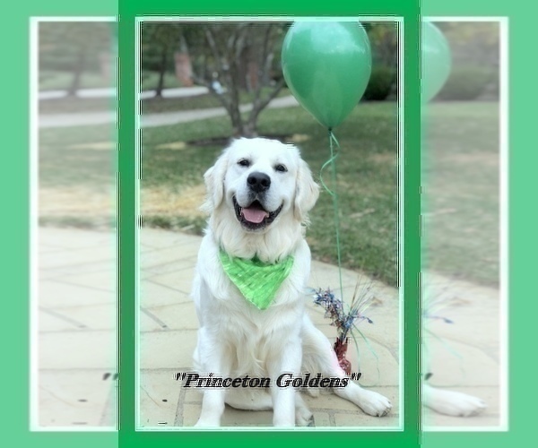 Medium Photo #11 English Cream Golden Retriever Puppy For Sale in PRINCETON, WV, USA