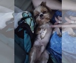 Small Photo #1 Yorkshire Terrier Puppy For Sale in ROGERSVILLE, TN, USA