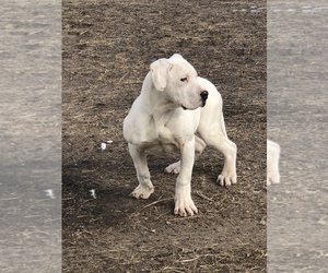 American Bulldog Puppy for sale in WILD ROSE, WI, USA