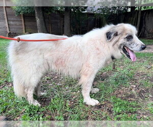 Tucker - Male Great Pyrenees Dog for Adoption - Photo #7