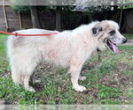 Small #6 Great Pyrenees