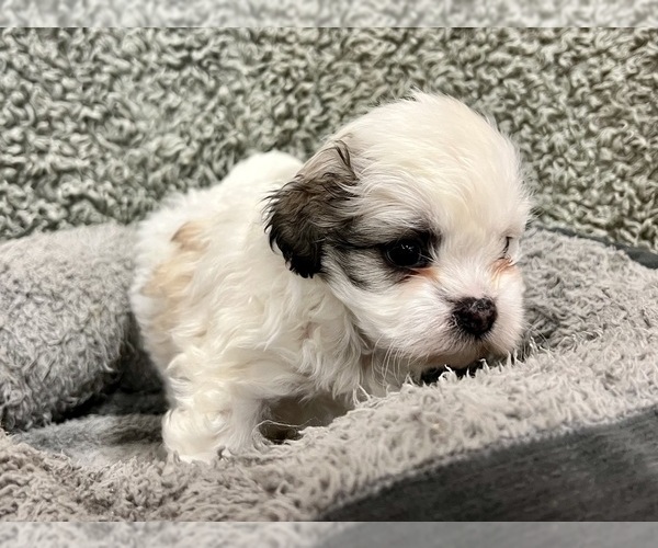 Medium Photo #5 Zuchon Puppy For Sale in RENO, NV, USA