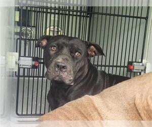 Staffordshire Bull Terrier-Unknown Mix Dogs for adoption in Houston, TX, USA