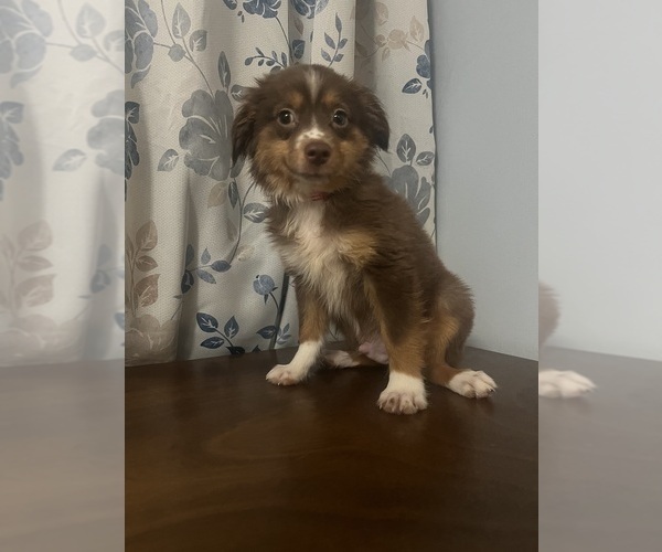 Medium Photo #15 Miniature Australian Shepherd Puppy For Sale in DURHAM, CT, USA