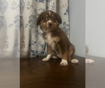 Small #14 Miniature Australian Shepherd