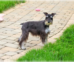 Small #3 Schnauzer (Miniature)