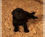 Small Photo #7 Cane Corso Puppy For Sale in FULTONVILLE, NY, USA