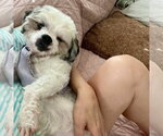 Small #2 Shih Tzu Mix