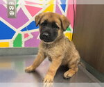Small German Shepherd Dog