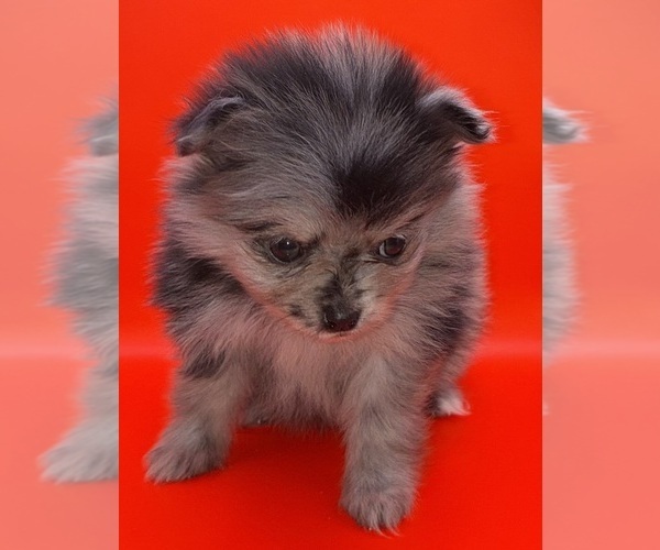 Medium Photo #14 Pomeranian Puppy For Sale in PORTLAND, ME, USA