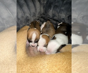 Jack Chi Puppy for sale in RESEDA, CA, USA
