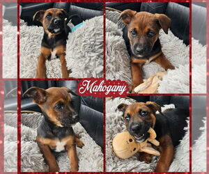 German Shepherd Dog-Unknown Mix Dogs for adoption in Blacksburg, SC, USA