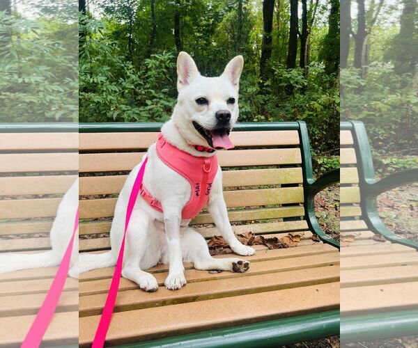 Medium Photo #1 American Eskimo Dog Puppy For Sale in Pikesville, MD, USA