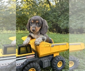 Dachshund Puppy for sale in MIDDLEBURY, IN, USA