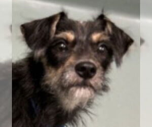 Airedale Terrier-Unknown Mix Dogs for adoption in Canton, CT, USA