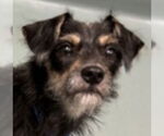 Small Airedale Terrier Mix