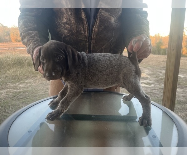 Medium Photo #3 German Shorthaired Pointer Puppy For Sale in LUCEDALE, MS, USA