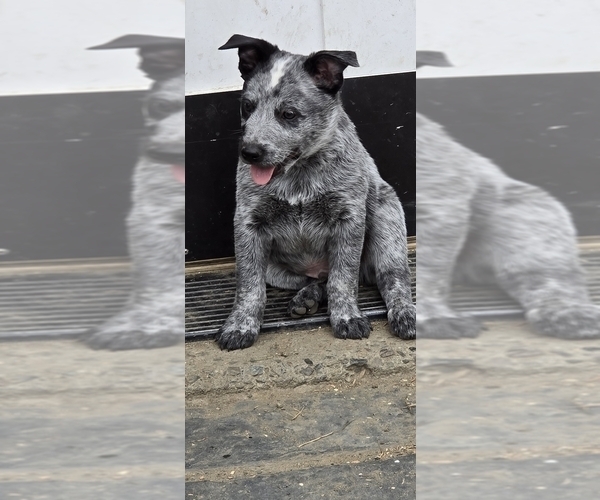 Medium Photo #2 Australian Cattle Dog Puppy For Sale in WATERBURY, VT, USA