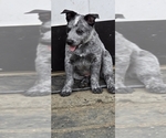 Small #1 Australian Cattle Dog