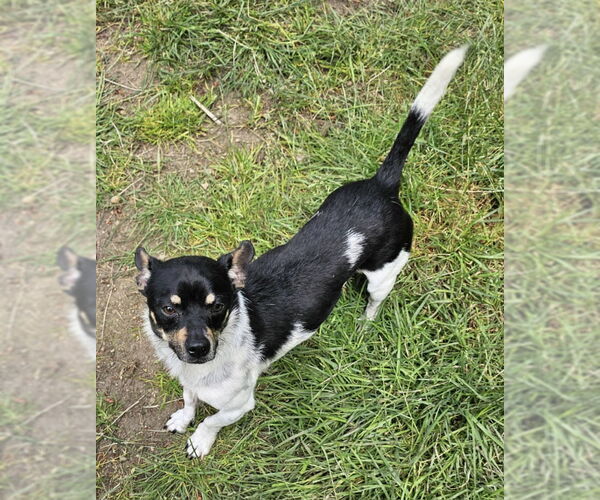 Medium Photo #1 Rat Terrier Puppy For Sale in Olalla, WA, USA