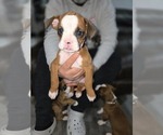 Small Photo #4 Boxer Puppy For Sale in GALLOWAY, NJ, USA
