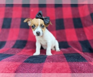 Jack Russell Terrier Puppy for sale in LAKELAND, FL, USA