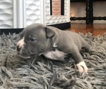 Small Photo #5 American Bully Puppy For Sale in NIXA, MO, USA
