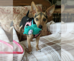 Small #4 Chihuahua Mix