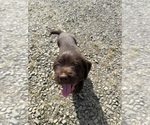 Puppy Yellow Puppy German Wirehaired Pointer