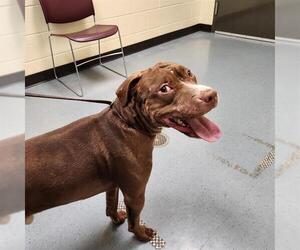 American Pit Bull Terrier Dogs for adoption in Denver, CO, USA