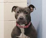 Small American Staffordshire Terrier Mix