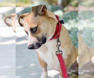 Sully - Male Beagle-Unknown Mix Dog for Adoption - Photo #8