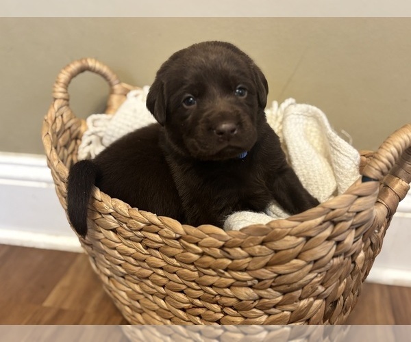 Medium Photo #15 Labrador Retriever Puppy For Sale in INDIANAPOLIS, IN, USA
