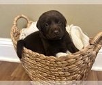 Small #14 Labrador Retriever