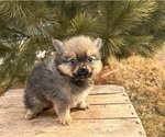 Small #5 Pomeranian