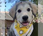 Small #6 Great Pyrenees
