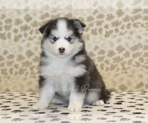 Pomsky Puppy for sale in DENVER, PA, USA