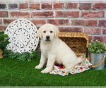Small #4 Labrador Retriever