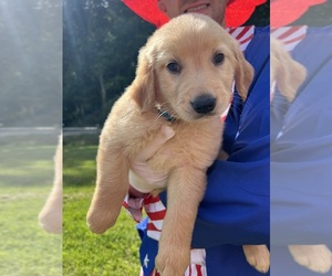 Golden Retriever Puppy for sale in NEOLA, WV, USA